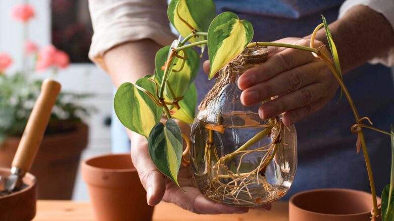 mini-jardin-maison_photo3